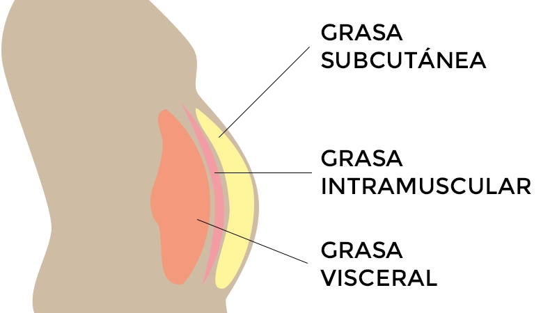 Grasa visceral