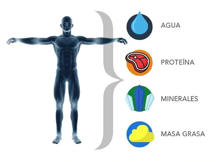 Ventajas de medir tu composición corporal con InBody